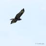 Buse Variable