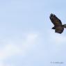 Buse Variable