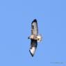 Buse Variable