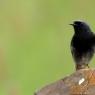 Rougequeue Noir
