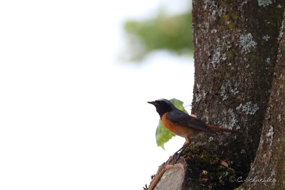 Rougequeue à front blanc